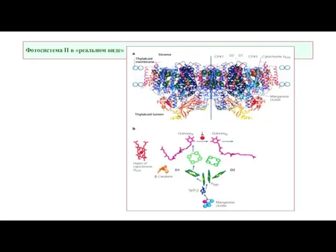 Фотосистема II в «реальном виде»