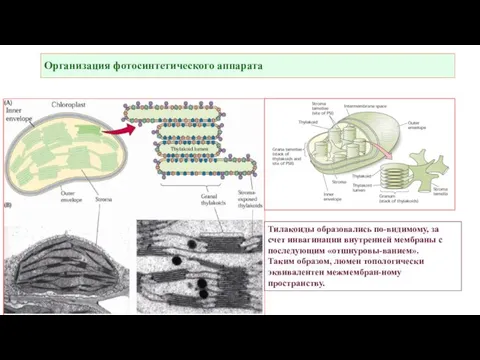 Все молекулы пигментов в фотосистемах способны улавливать энергию солнечного света. В случае