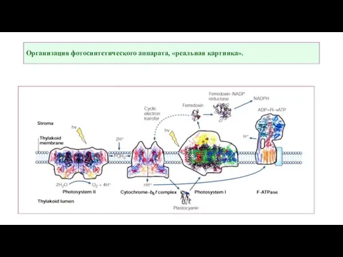 Организация фотосинтетического аппарата, «реальная картинка».