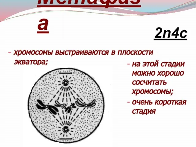 Метафаза - хромосомы выстраиваются в плоскости экватора; на этой стадии можно хорошо