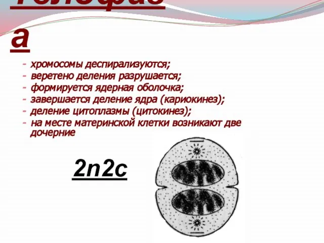 Телофаза хромосомы деспирализуются; веретено деления разрушается; формируется ядерная оболочка; завершается деление ядра