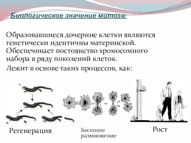 Образовавшиеся дочерние клетки являются генетически идентичны материнской. Обеспечивает постоянство хромосомного набора в