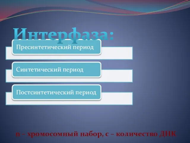 Интерфаза: n – хромосомный набор, с – количество ДНК