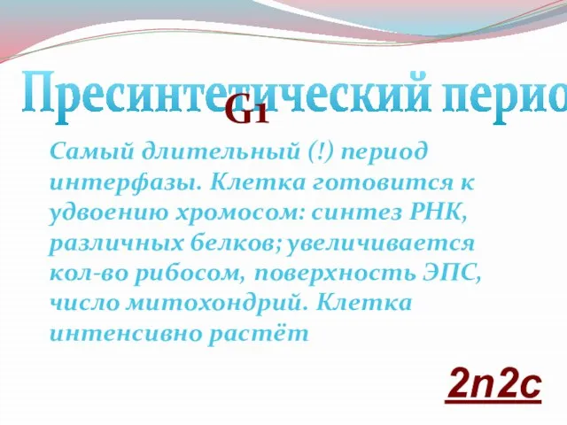 Самый длительный (!) период интерфазы. Клетка готовится к удвоению хромосом: синтез РНК,