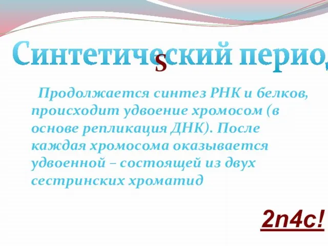 Синтетический период: S Продолжается синтез РНК и белков, происходит удвоение хромосом (в