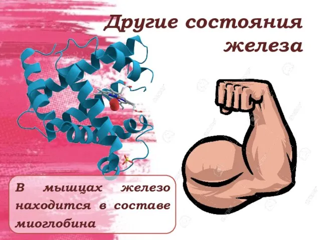 Другие состояния железа В мышцах железо находится в составе миоглобина