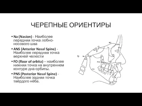 ЧЕРЕПНЫЕ ОРИЕНТИРЫ Na (Nasion) - Наиболее передняя точка лобно-носового шва ANS (Anterior