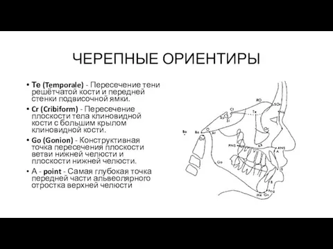 ЧЕРЕПНЫЕ ОРИЕНТИРЫ Те (Temporale) - Пересечение тени решётчатой кости и передней стенки