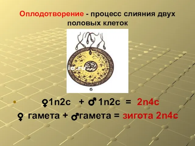 Оплодотворение - процесс слияния двух половых клеток 1n2с + 1n2с = 2n4с