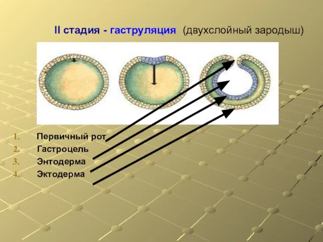 II стадия - гаструляция (двухслойный зародыш) Первичный рот Гастроцель Энтодерма Эктодерма