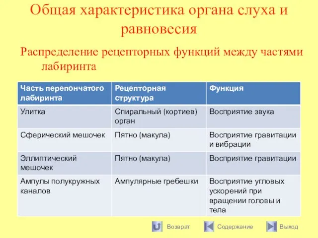 Общая характеристика органа слуха и равновесия Распределение рецепторных функций между частями лабиринта Возврат Содержание