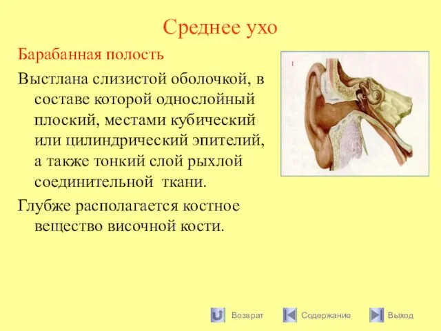 Среднее ухо Барабанная полость Выстлана слизистой оболочкой, в составе которой однослойный плоский,