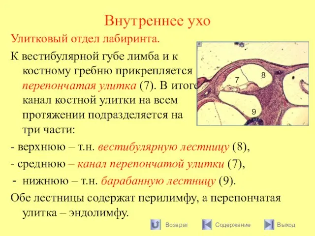 Внутреннее ухо Улитковый отдел лабиринта. К вестибулярной губе лимба и к костному