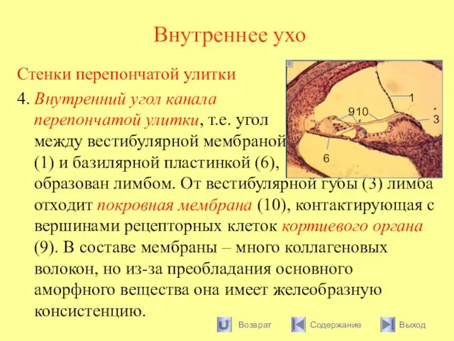 Внутреннее ухо Стенки перепончатой улитки 4. Внутренний угол канала перепончатой улитки, т.е.