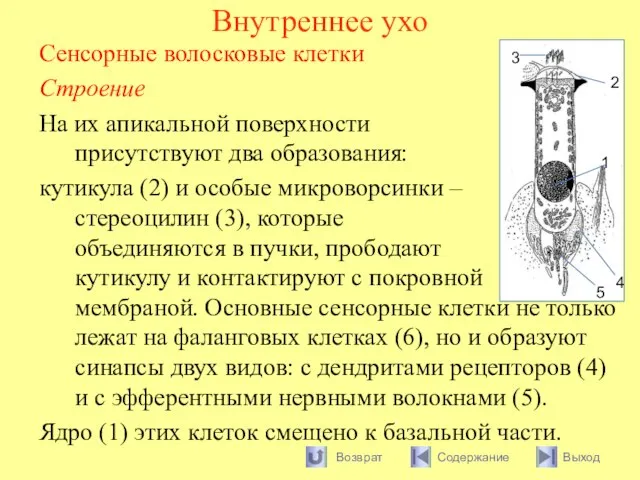 Внутреннее ухо Сенсорные волосковые клетки Строение На их апикальной поверхности присутствуют два