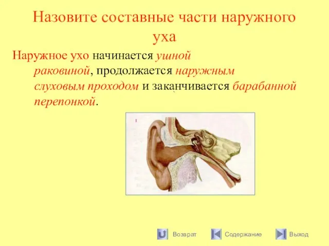 Назовите составные части наружного уха Наружное ухо начинается ушной раковиной, продолжается наружным