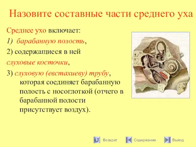 Назовите составные части среднего уха Среднее ухо включает: 1) барабанную полость, 2)