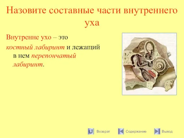 Назовите составные части внутреннего уха Внутренне ухо – это костный лабиринт и