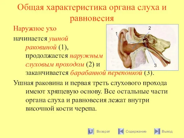 Общая характеристика органа слуха и равновесия Наружное ухо начинается ушной раковиной (1),