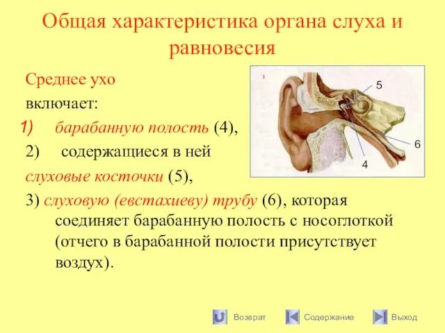 Общая характеристика органа слуха и равновесия Среднее ухо включает: барабанную полость (4),