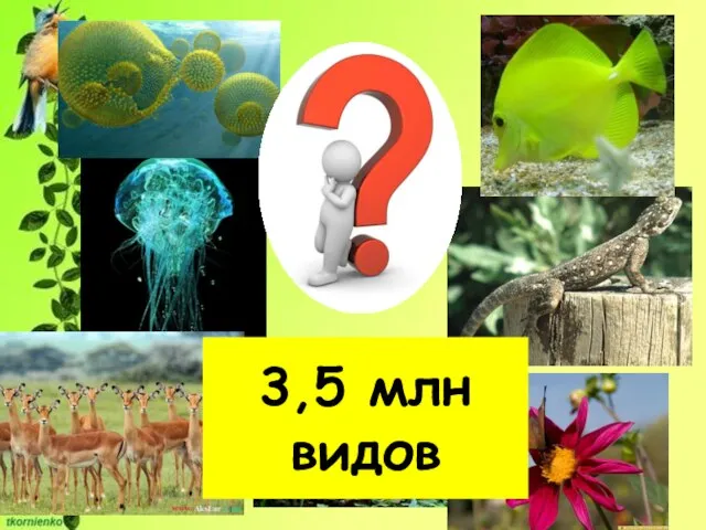 3,5 млн видов