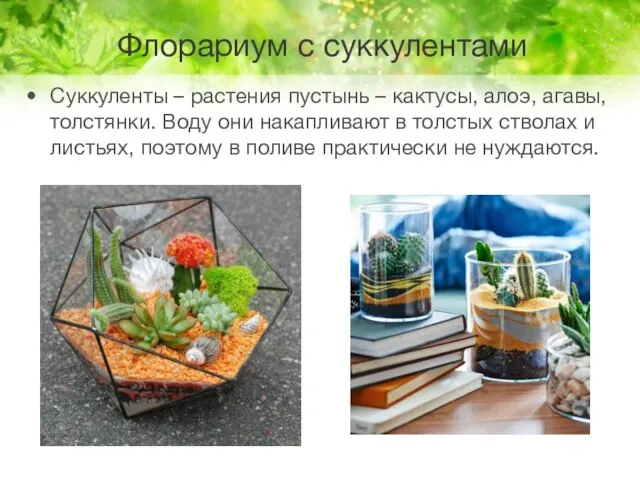 Флорариум с суккулентами Суккуленты – растения пустынь – кактусы, алоэ, агавы, толстянки.