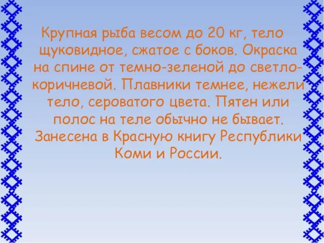 Крупная рыба весом до 20 кг, тело щуковидное, сжатое с боков. Окраска