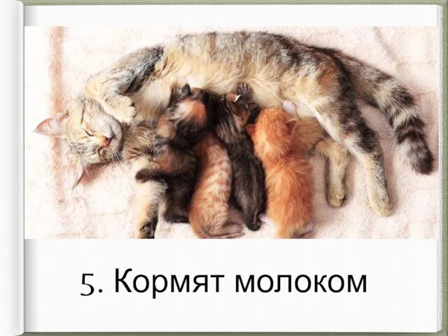 5. Кормят молоком