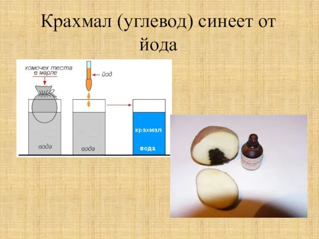 Крахмал (углевод) синеет от йода