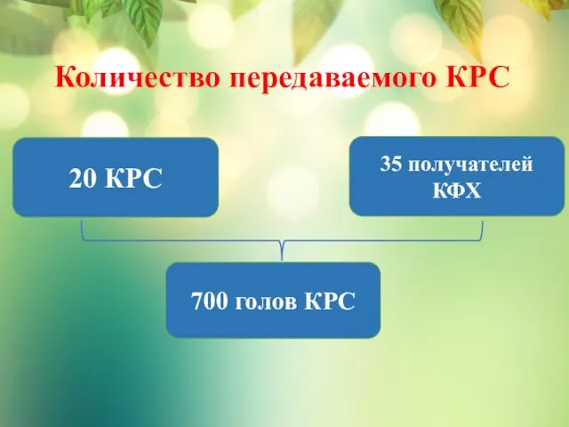 Количество передаваемого КРС 20 КРС 35 получателей КФХ 700 голов КРС