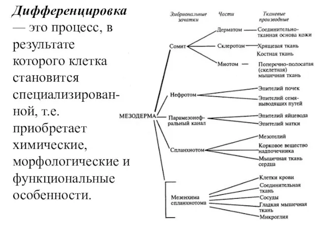 Дифференцировка — это процесс, в результате которого клетка становится специализирован-ной, т.е. приобретает