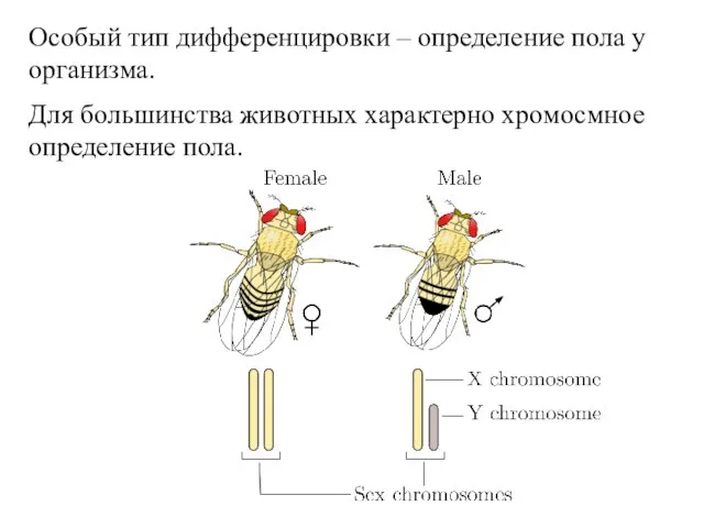 Особый тип дифференцировки – определение пола у организма. Для большинства животных характерно хромосмное определение пола.