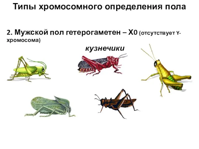 Типы хромосомного определения пола 2. Мужской пол гетерогаметен – Х0 (отсутствует Y-хромосома) кузнечики