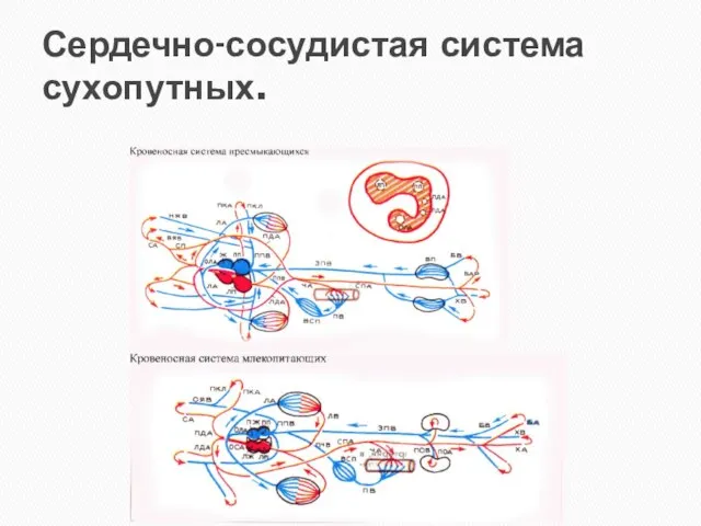 Сердечно-сосудистая система сухопутных.