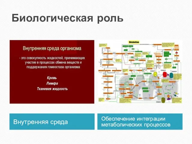 Биологическая роль Внутренняя среда Обеспечение интеграции метаболических процессов