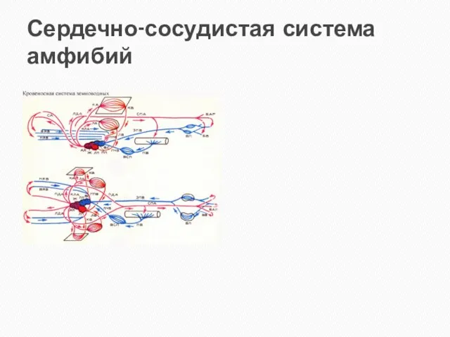 Сердечно-сосудистая система амфибий