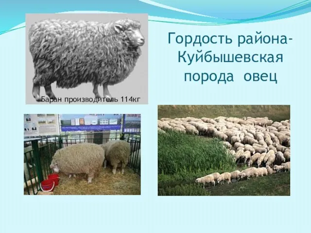 Гордость района- Куйбышевская порода овец Баран производитель 114кг