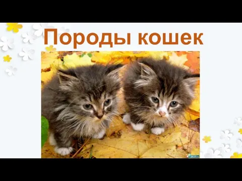 Породы кошек