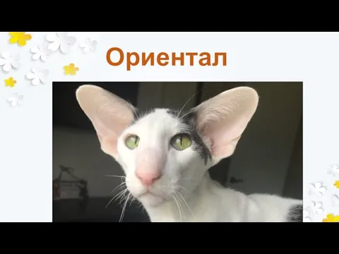 Ориентал