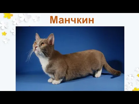 Манчкин