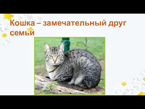 Кошка – замечательный друг семьи