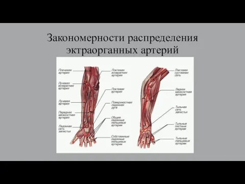 Закономерности распределения эктраорганных артерий