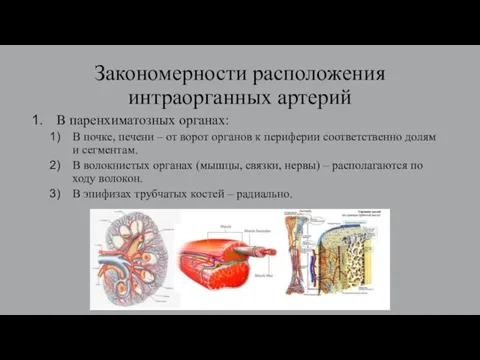Закономерности расположения интраорганных артерий В паренхиматозных органах: В почке, печени – от