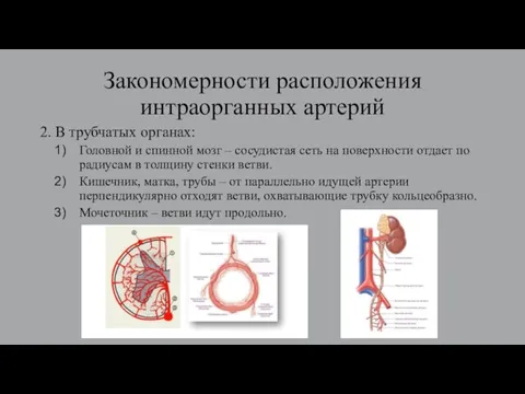 Закономерности расположения интраорганных артерий 2. В трубчатых органах: Головной и спинной мозг