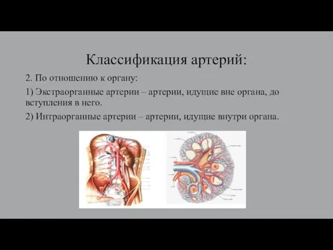Классификация артерий: 2. По отношению к органу: 1) Экстраорганные артерии – артерии,