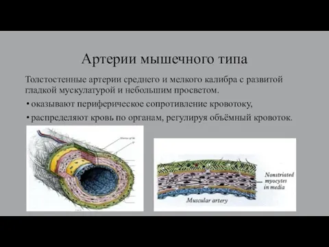 Артерии мышечного типа Толстостенные артерии среднего и мелкого калибра с развитой гладкой