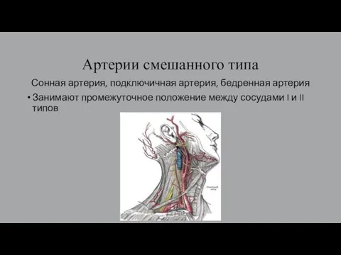 Артерии смешанного типа Сонная артерия, подключичная артерия, бедренная артерия Занимают промежуточное положение