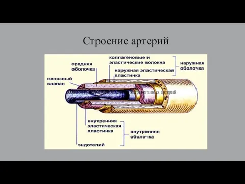 Строение артерий Закономерности распределения эктраорганных артерий