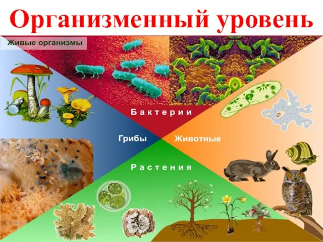 Организменный уровень