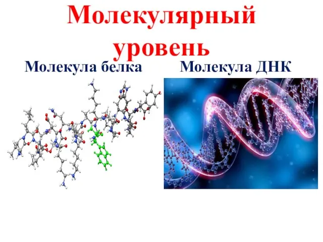 Молекулярный уровень Молекула белка Молекула ДНК